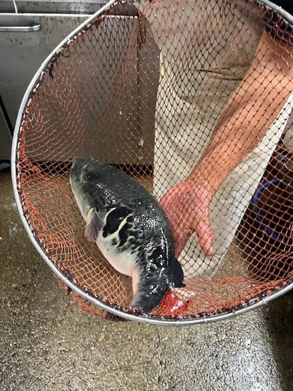 泳ぎ活けトラフグ 白子なし1匹（2名分）