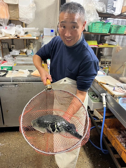 泳ぎ活けトラフグ 白子なし1匹（2名分）